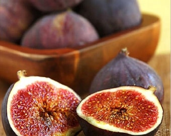 10 fresh Fig cuttings (Ficus carica) Figuier, Echte Feige, Vijgenboom, Almindelig figen, Aitoviikuna, Fikon, Smokva, Figovník, Figa, Figi