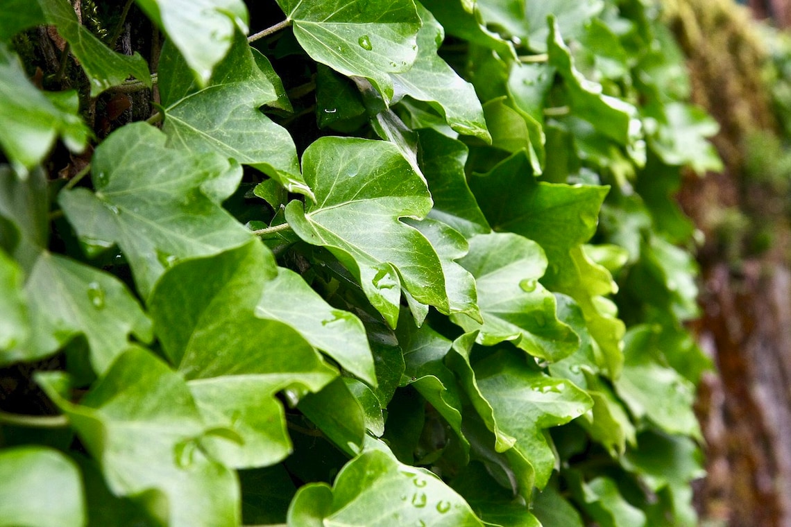 100 English Ivy Seeds. 100 Hedera Helix Seeds European Ivy Etsy Australia