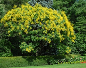 Puede incluir: Un árbol de flores amarillas con hojas verdes en un entorno de jardín. El árbol está en plena floración con flores amarillas brillantes que cubren las ramas. El árbol está rodeado de follaje verde y un seto.