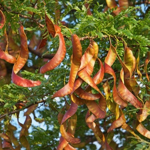 100 Honey locust seeds. 100 fresh seeds Gleditsia triacanthos/ Gleditschie/ gleditsia/ Févier/ Valse christusdoorn, Lederhülsenbaum, acacia