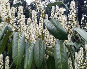 marginata marginata Dragon Tree (Dracaena Marginata)