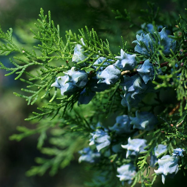 50 Chinese arborvitae seeds. 50 fresh viable seeds Platycladus orientalis, Large pack seeds Chinese thuja/ Oriental arborvitae/ Biota