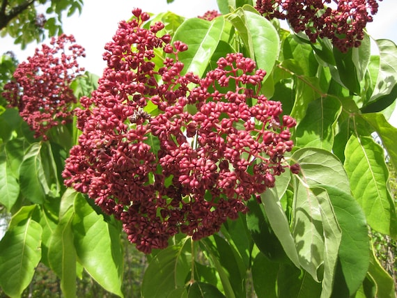 Pianta Di Evodia Tetradium Daniellii (albero Del Miele - Foto 8