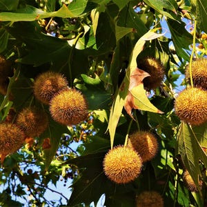Puede incluir: Primer plano de una rama de árbol con múltiples vainas de semillas redondas y puntiagudas en tonos marrones y beige. Las vainas cuelgan de la rama, rodeadas de hojas verdes. La imagen está tomada al aire libre con luz natural.