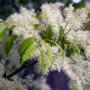 Puede incluir: Primer plano de una rama de árbol con flores blancas plumosas y hojas verdes. Las flores están en flor y las hojas son exuberantes y verdes.