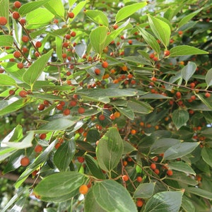 100 gewone hackberry zaden. 100 verse zaden Celtis occidentalis/ sugarberry/ Zwepenboom/ Zürgelbaum/ Micocoulier