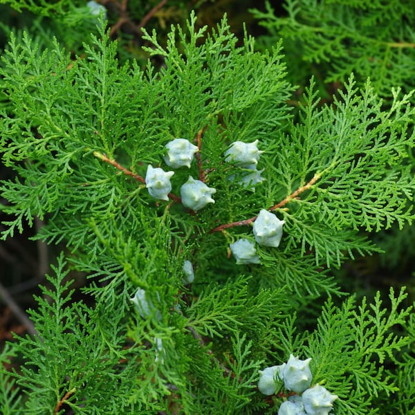 200 Chinese arborvitae seeds. 200 fresh viable seeds Platycladus orientalis, Large pack seeds Chinese thuja/ Oriental arborvitae/ Biota