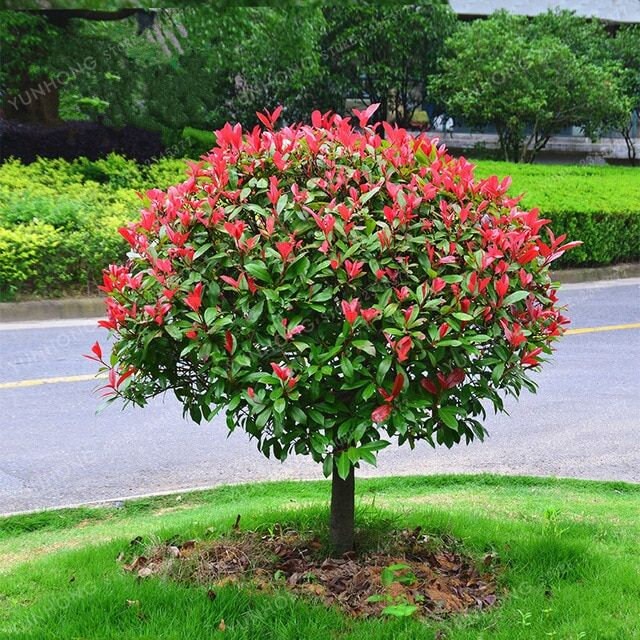 10 frische Stecklinge von Photinia (Photinia x fraseri) Rote Spitze, Rote  Spitze, Glansmispel, Glanzmispeln, Gloogownik, Punamarjat, Blskalka,   - Etsy.de