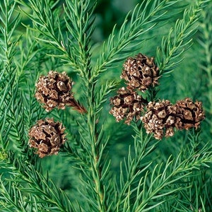 100 Cryptomeria japonica seeds. 100 fresh seeds Japanese cedar Sugi, Japanese redwood, Sikkelcipres, Cryptomère, Sicheltanne,  cedro japonés