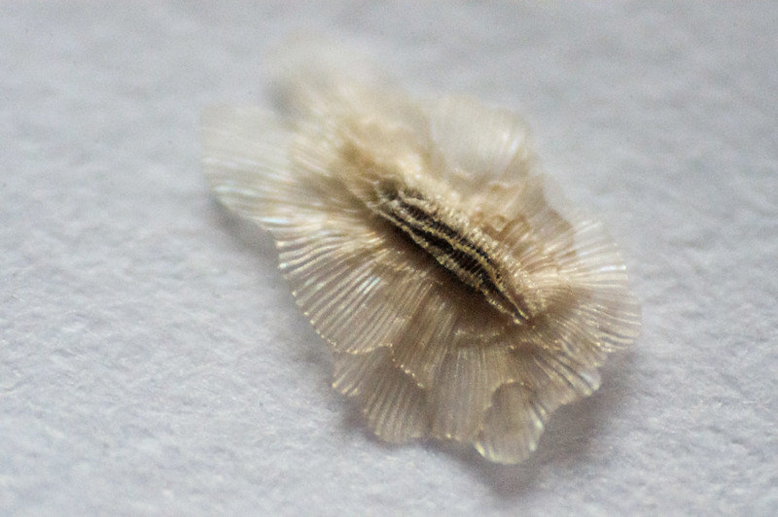 500+ Paulownia Tomentosa Seeds. Paulownien, Kejsertræ, Paulovnia ...