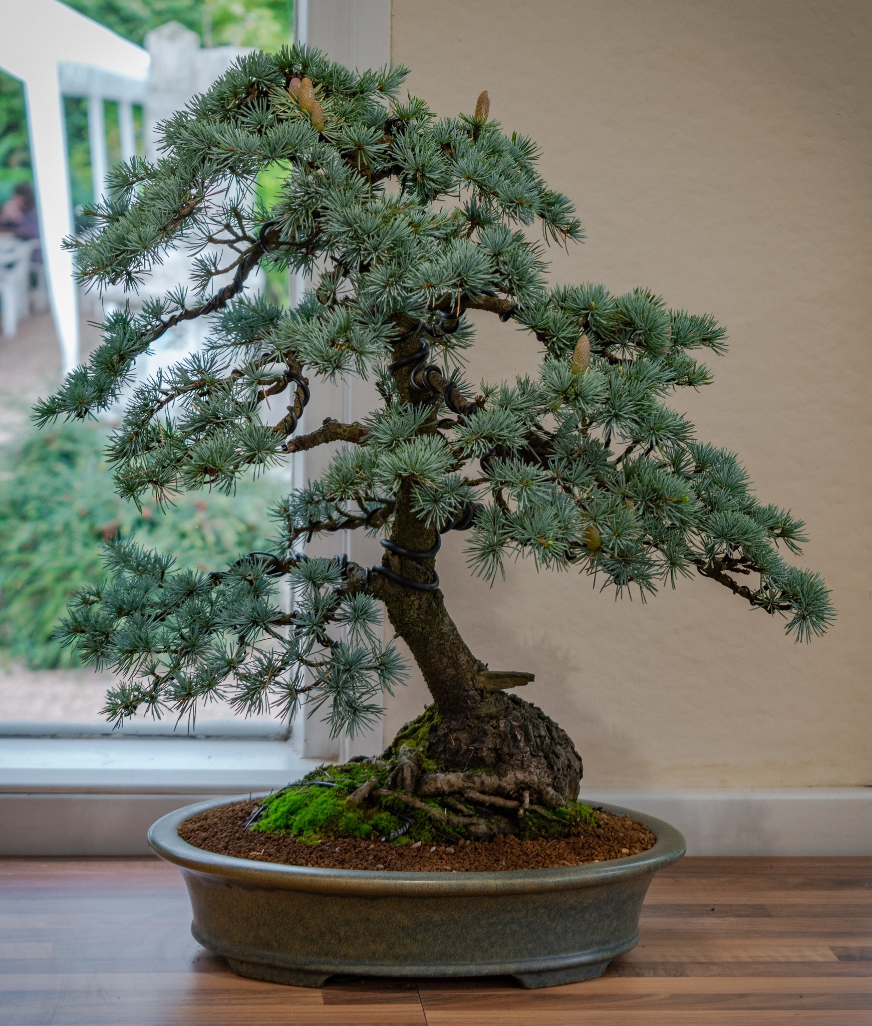 ブルーアトラスシダー種子 50 個 (Cedrus atlantica 'Glauca') Cèdre