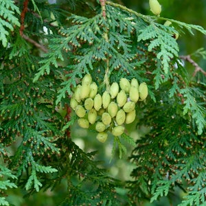 100 Eastern white cedar seeds (Thuja occidentalis). American arborvitae, Thuya occidental, Abendländischer Lebensbaum, Westerse levensboom