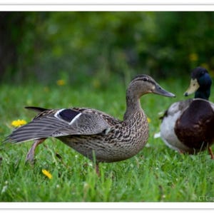 Postkaart - Mallard Ducks, NB Canada