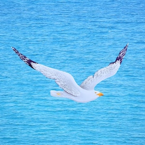 Hand Painted Wooden Seagull in Flight Wall Decor, White Bird Wall Art, Coastal Style Home Decor, Beach and Ocean Inspired Gift, Seabird Gull