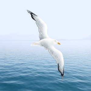 Simply. Fly High\ Flying Seagull Bird Wall Art \ Beach Coastal & Nautical Decor \ Wooden Painted White Bird\ Large Hanging Seagull Sculpture