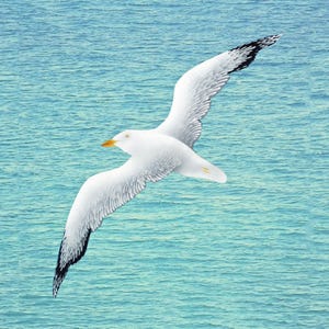 Coastal Style Painted Wooden Seagull Wall Art, Beach Home Decor Accent, White ShoreBird Sculpture, Wall Hanging Seabird Nursery Summer Gift