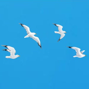 Calm Set of 4 Wooden Flying Seagulls Birds, White Hanging Bird Wall Art, Coastal Beach & Nautical Wall Decoration, Seagull Wall Installation