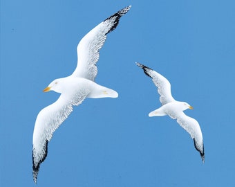 Optimistic Set of 2 Wooden Painted Seagulls Wall Installation