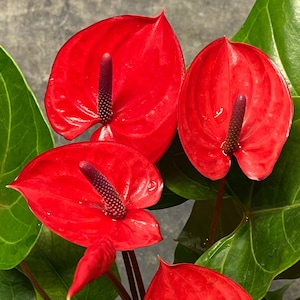 Anthurium Red Heart - SPECTACULAR BLOOMS - In Bloom 6&quot; Pot - Please Read Description