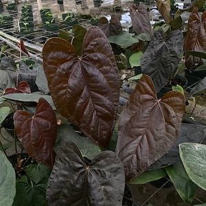 Anthurium Queen Of Hearts - Mature, well established plants in 6&quot; Pot