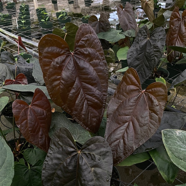 Anthurium Queen Of Hearts