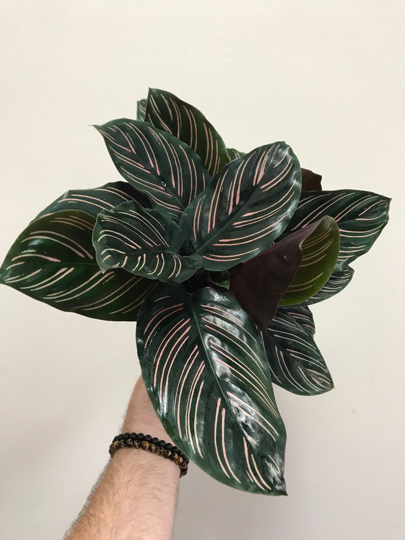 Калатея Ornata sanderiana