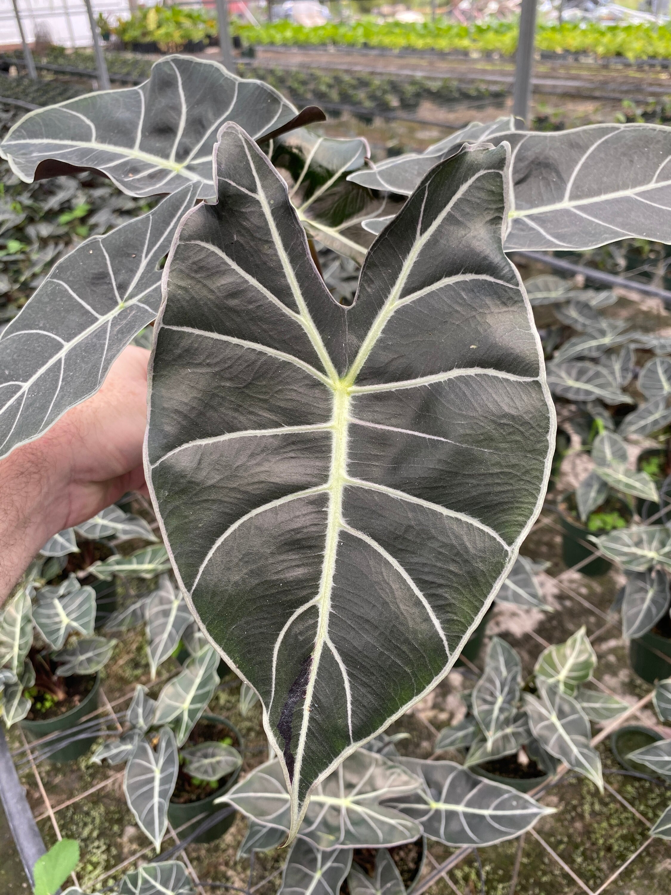 Alocasia longiloba Dragons Tooth Large plants in | Etsy