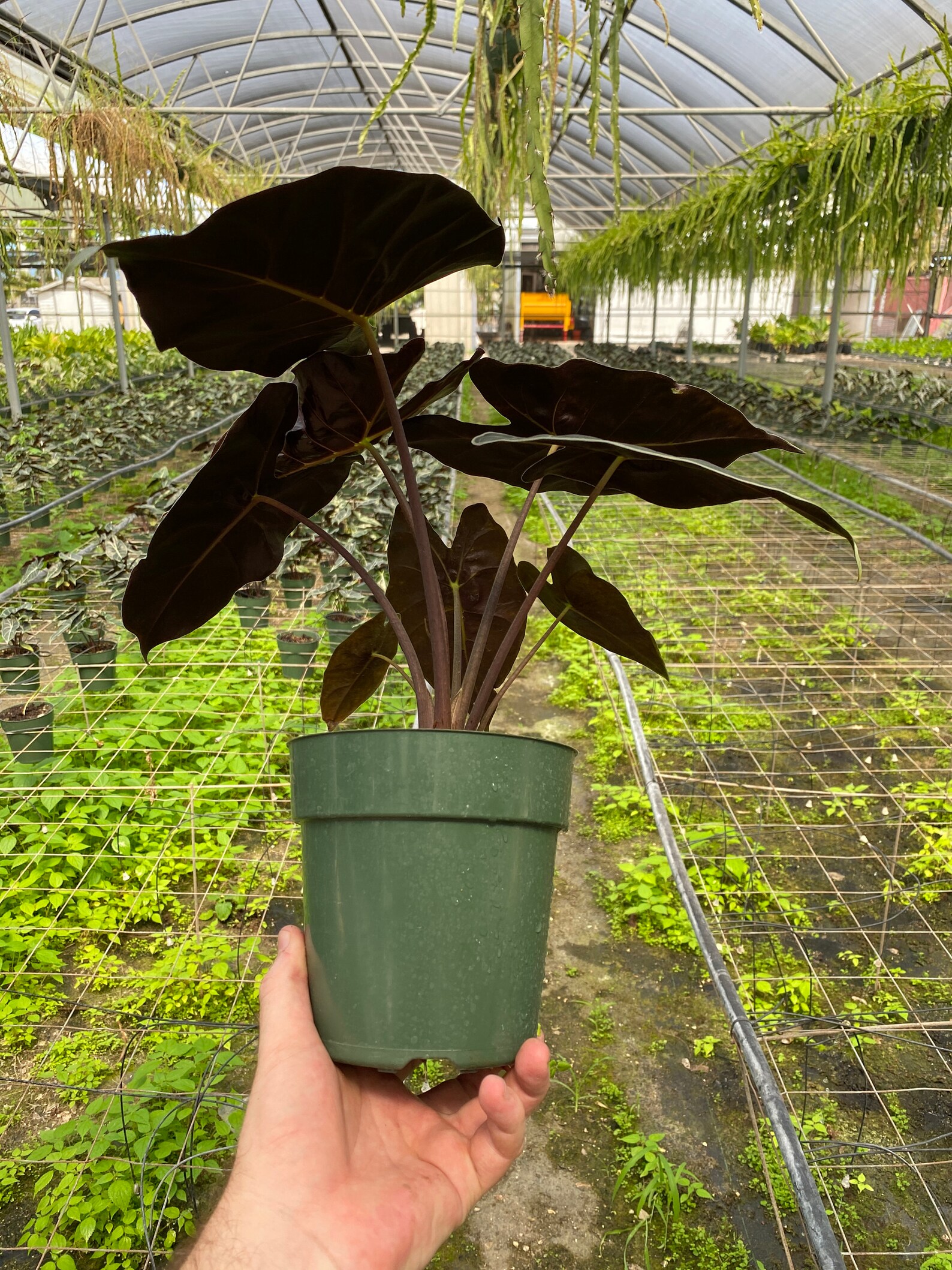 Alocasia longiloba Dragons Tooth Large plants in | Etsy