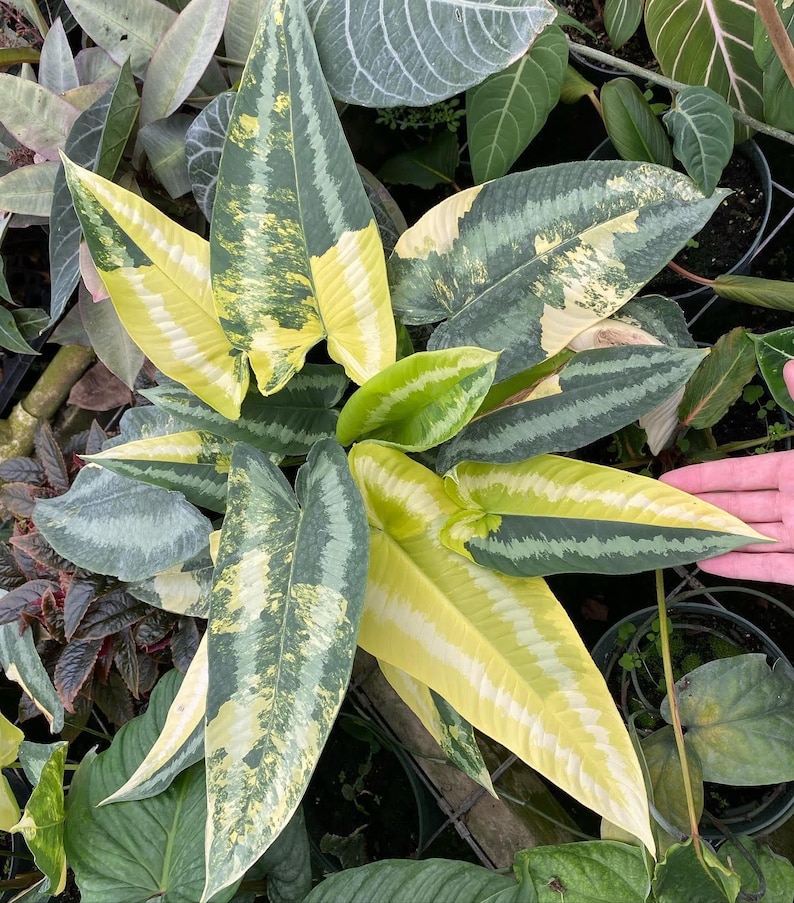 TezulaPlants Fertilizer - Thumbnail 5