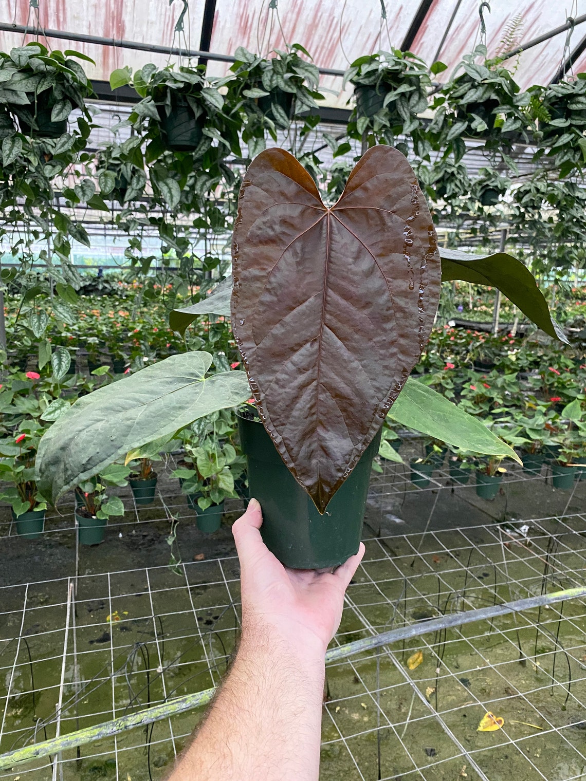 Anthurium Queen of Hearts Etsy