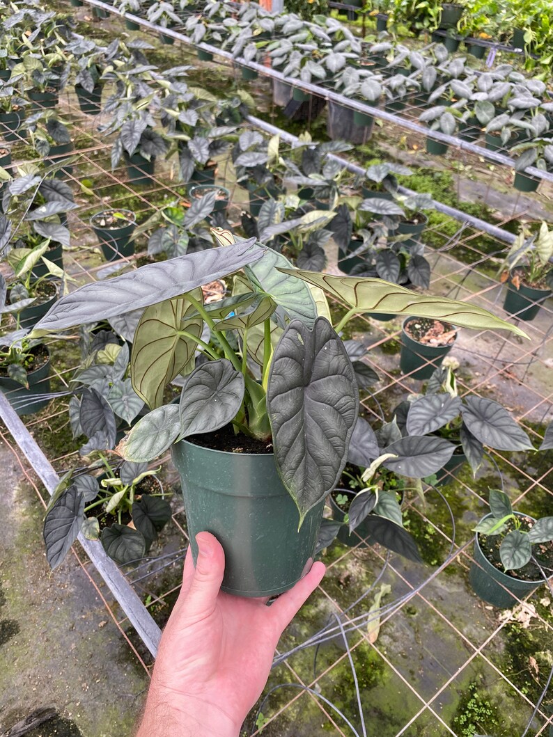 Alocasia Dragon Scale Large Established Plants in 6 Etsy