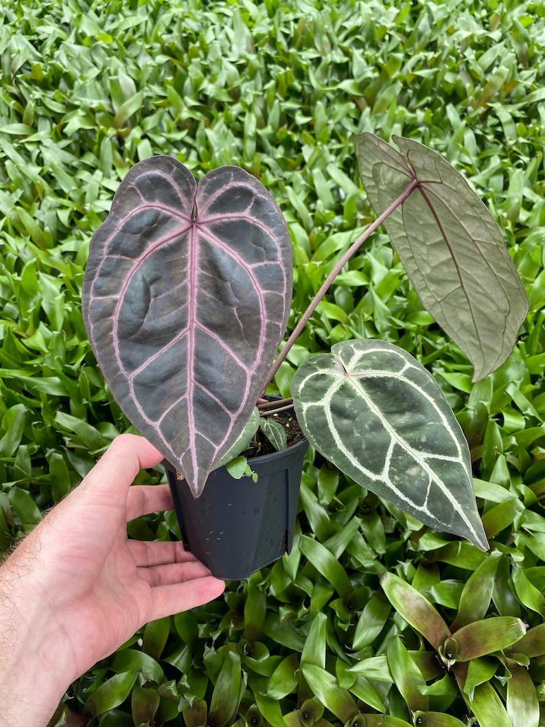 Anthurium Zara X Michelle Established Plants in 5 Pots Etsy