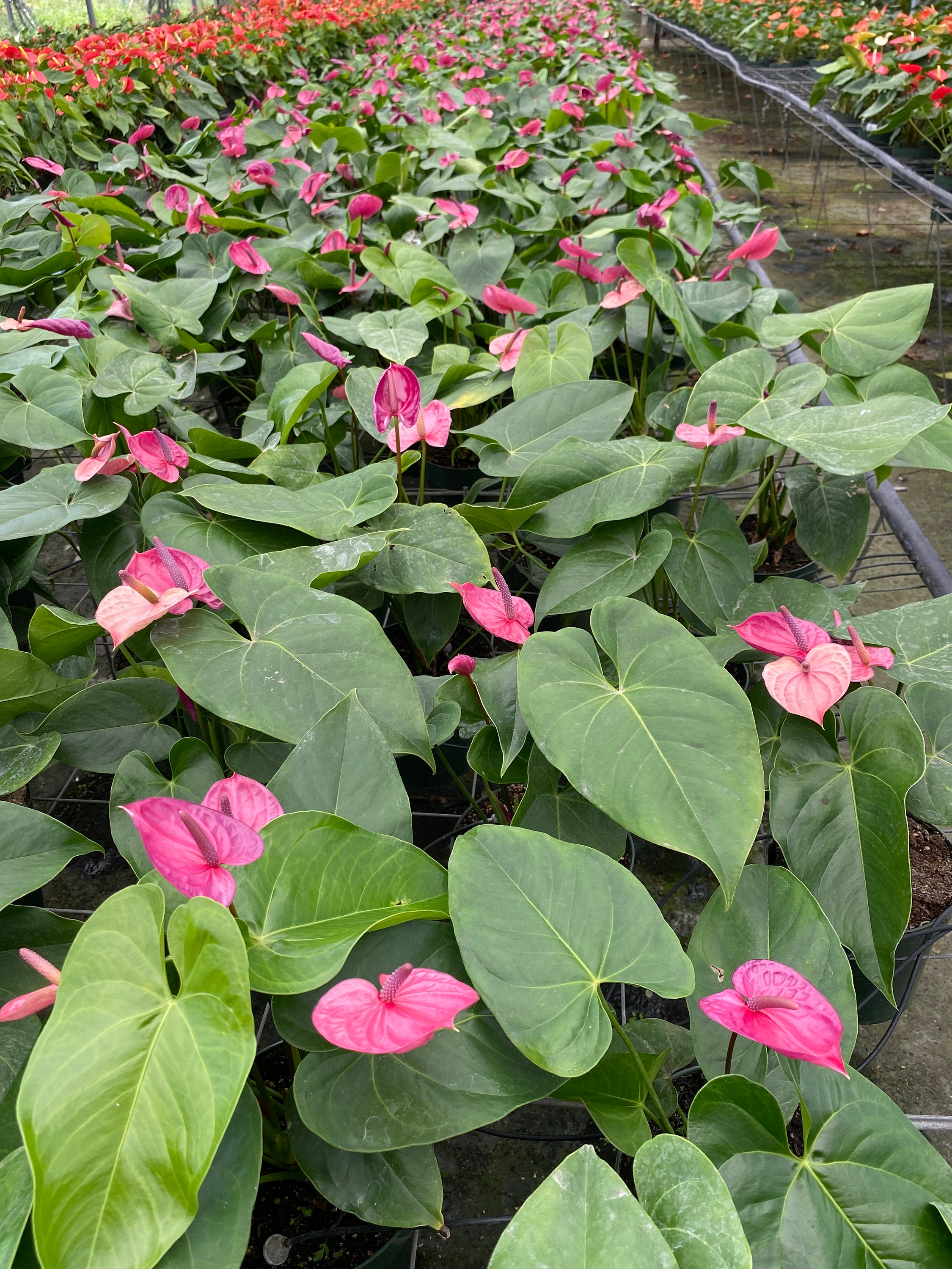 Anthurium Utah Well Established Plant in Bloom in 6 | Etsy