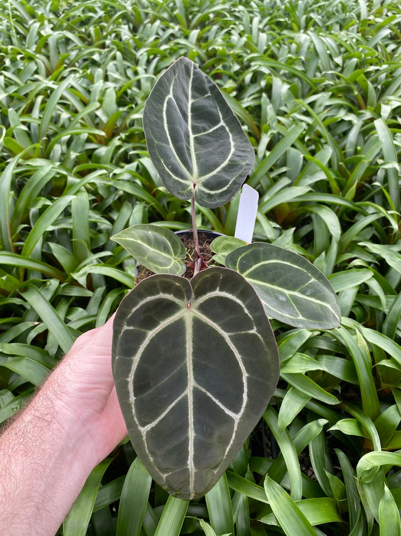 Anthurium Zara X Michelle Established Plants in 5 Pots Etsy