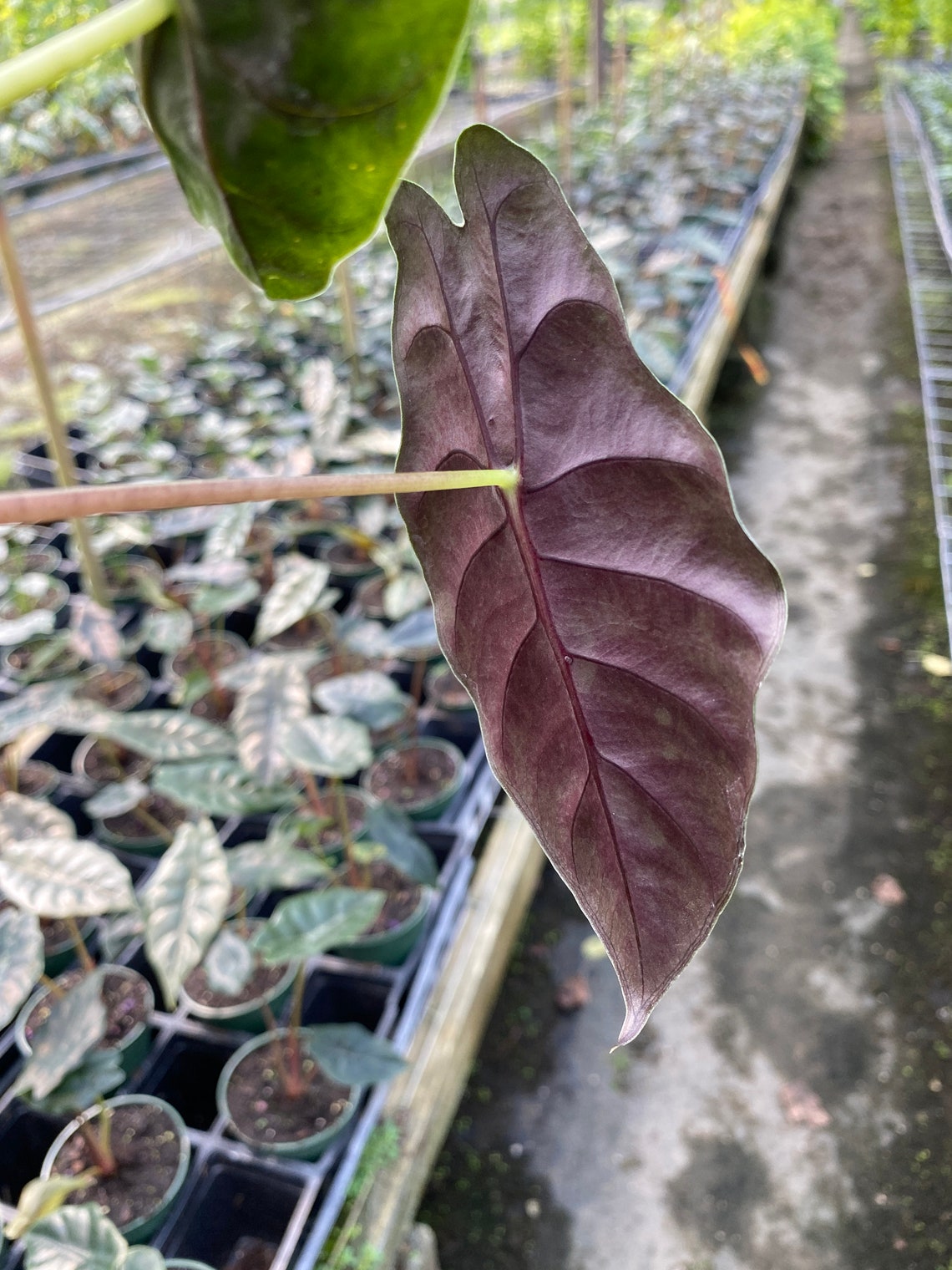 Alocasia chantrieri 1st time offering in the USA | Etsy
