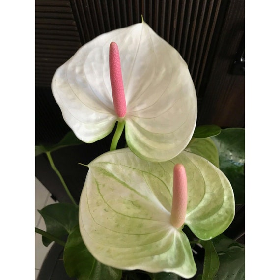 Anthurium White Heart Increíble espasmo rosa en flor blanca - Etsy España