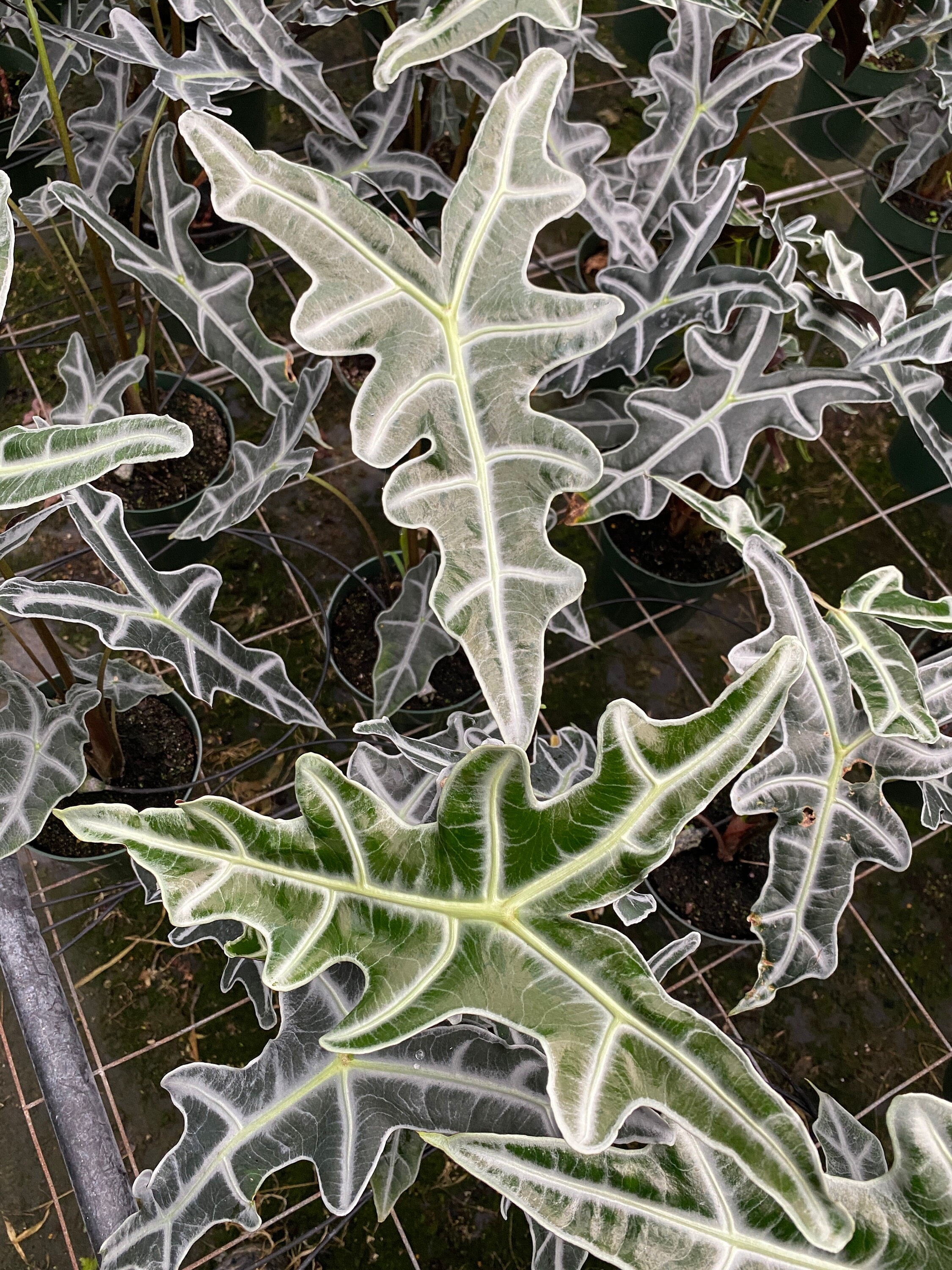 Alocasia sanderiana var. Nobilis Large plants in Etsy Alocasia sanderiana var. Nobilis Large plants in Etsy