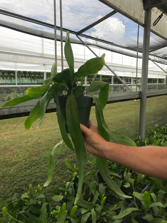 Woman in Greenhouse