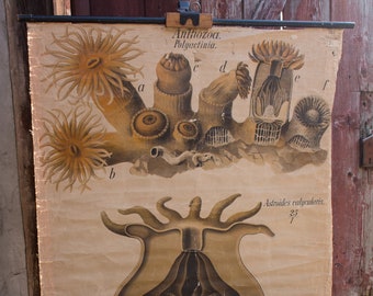 Paul Pfurtscheller 20/'s algae seawheed vintage Vintage Pull Down Chart original wall hanging chart