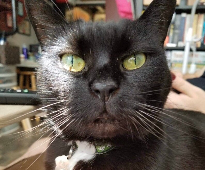 Custom pet portrait Personalized cat brooch Felted cat Pet portrait Cat brooch by photo Needle felted animal Customer made pet Felted cat
