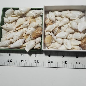 Reclaimed Shell or Bone Beads, Seashell, Large and Small, Upcycled Bead Lot, Various Shapes and Sizes, Repurposed from Secondhand Goods,