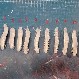 K&ouml;nnte beinhalten: Elf durchsichtige Kunststoff-Haarklammern in Form von Raupen. Die Klammern sind von 1 bis 11 nummeriert.