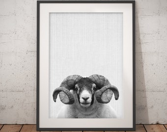 Bighorn Sheep Print, Farm Animal Wall Art, Black and White, bighorn ram, Printable Art, Nursery Animal Print, Modern Minimalist Wall Art