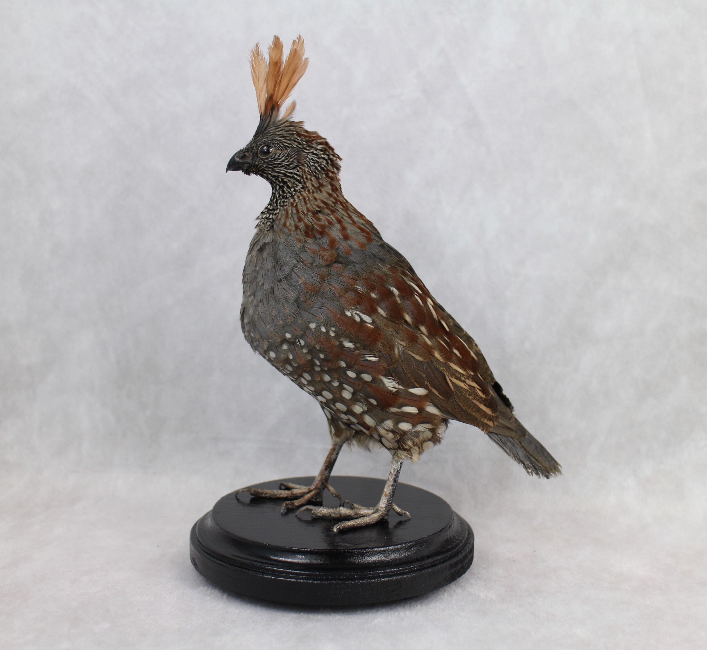 Elegant Quail Taxidermy Benson Quail Rare Etsy