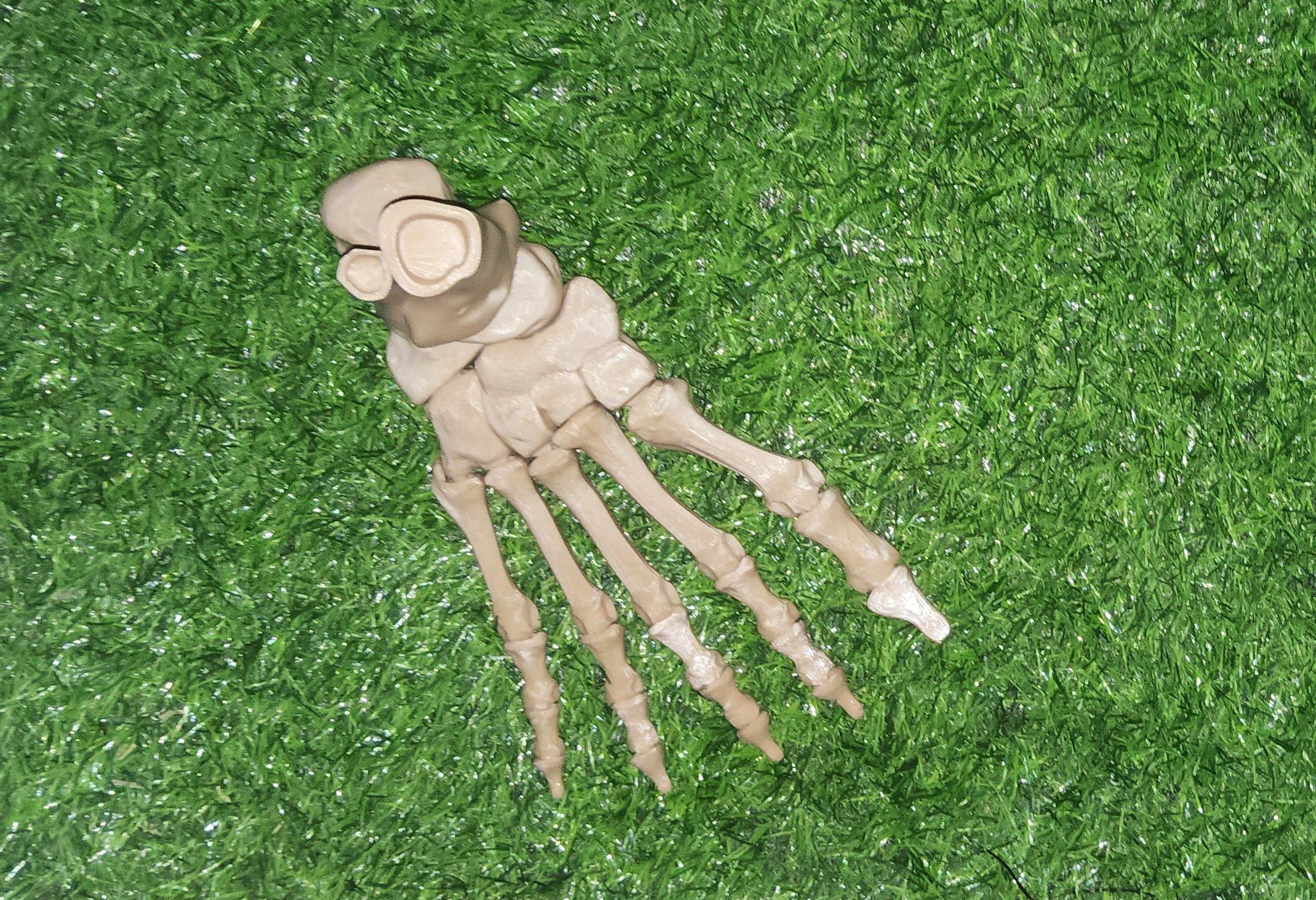 Flexi Skeleton Left Foot and Right Foot Flexi Factory Skeleton Etsy