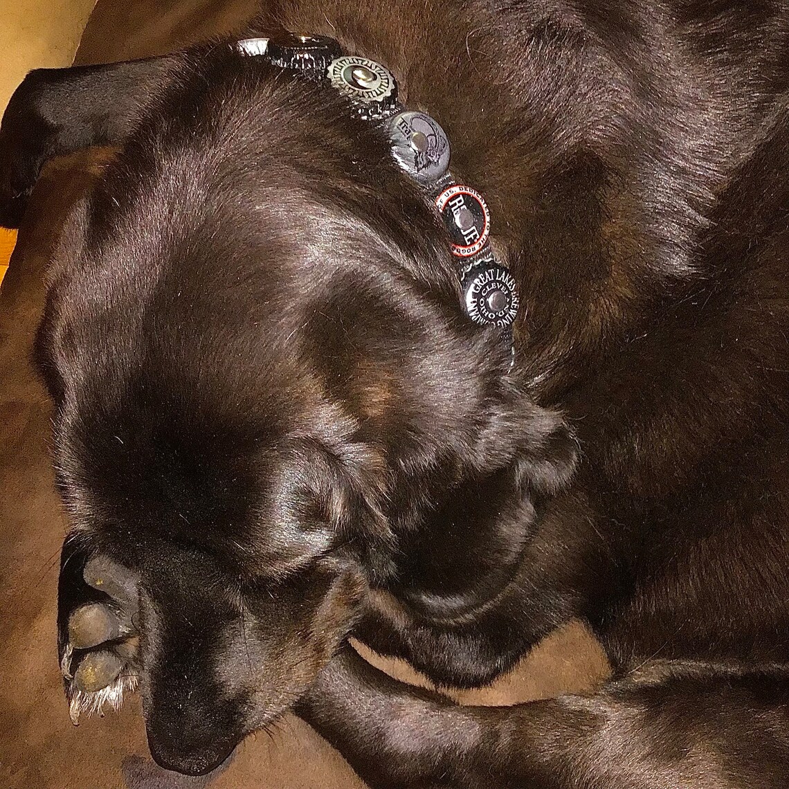 Beer Bottle Cap Dog Collars and Leashes Etsy