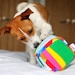 Nosework Brain Games for Dogs