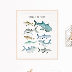 Shark Wall Art, Shark Poster, Shark Printable, Shark Print, Shark Educational Illustration, Marine Animal Decor Boy, Instant Download 628-A