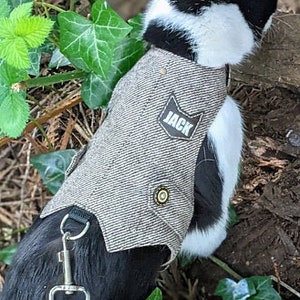 May include: A black and white cat wearing a gray tweed vest with a brown leather patch that says "Jack" on it. The cat is wearing a purple leash and is standing on a bed of brown leaves and green ivy.