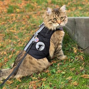 May include: A brown tabby cat wearing a black quilted vest with a reflective strip and a silver tag with a Norwegian flag. The vest has the word "Adventure" printed on it. The cat is wearing a black leash with a silver clip.